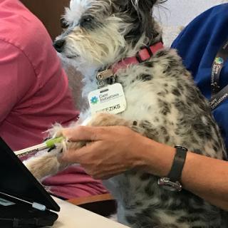 A dog with a name tag sitting beside a person, seemingly engaged in an office setting.