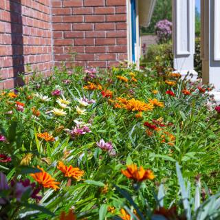 A vibrant garden with colorful flowers borders a brick house and windows.