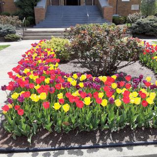A vibrant display of colorful tulips in a garden setting.