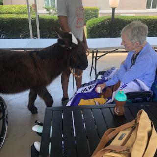 A heartwarming moment as a goat interacts with a person in a wheelchair outdoors.
