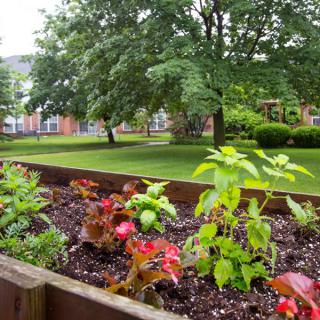 A vibrant garden with a variety of plants and flowers, set in an urban landscape.