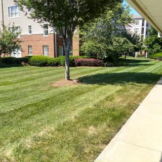 A well-maintained lawn with neatly trimmed grass and trees, creating a pleasant outdoor space.