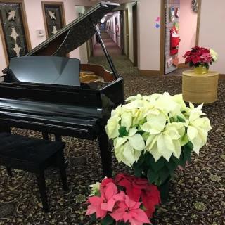 A grand piano is adorned with white and red poinsettias in a carpeted hallway.