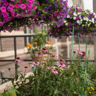 A vibrant balcony garden with hanging baskets and blooming pink and purple flowers.