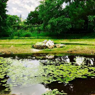 A serene pond surrounded by lush greenery, featuring lily pads on the water's surface.