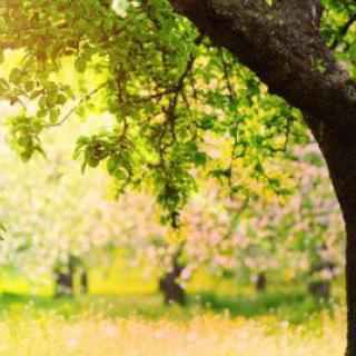 A serene spring landscape with sunlight filtering through a blossoming tree.