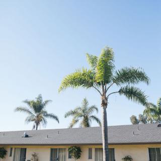 A row of palm trees stands tall against a clear blue sky above a building's roof.