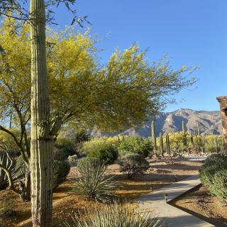 A scenic desert landscape featuring a cactus and a winding pathway under a clear blue sky with mountains in the background.