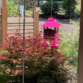 A vibrant pink bird feeder hanging in a lush garden, surrounded by colorful foliage.