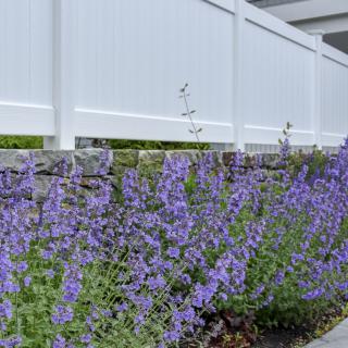 Purple flowers growing along a stone wall with a white fence in the background.