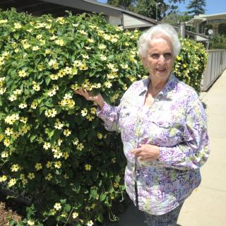 A woman standing next to a bush covered in yellow flowers on a sunny day.