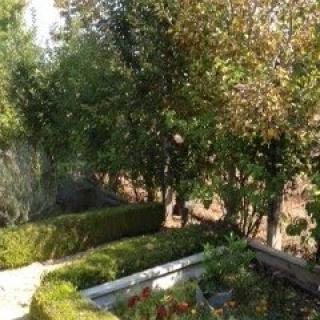 A lush garden scene with trees and hedges.