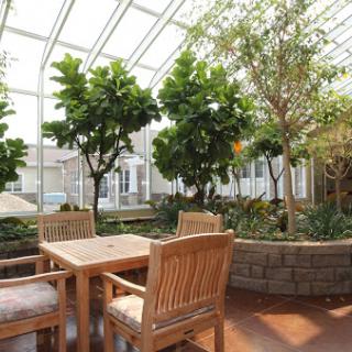 A serene indoor greenhouse filled with lush greenery and comfortable wooden seating, perfect for enjoying nature indoors.