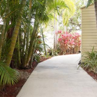 A concrete pathway surrounded by lush tropical plants and greenery.