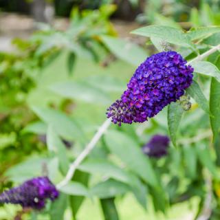 A vibrant purple flower in full bloom amidst lush green leaves in a garden setting.