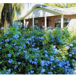 A charming house with a garden full of blue flowers in bloom.