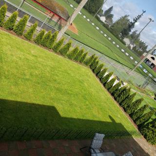 A view of a well-maintained lawn bordered by a hedge, with a baseball field in the background.