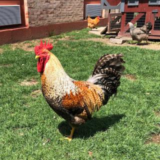 A vibrant rooster strutting confidently across the green grass on a sunny day.