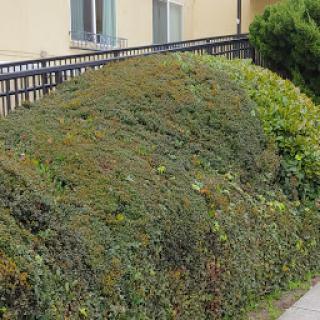 A dense, green bush shaped like a hill in an outdoor setting.