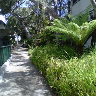 A lush, green pathway lined with ferns and trees on a sunny day.