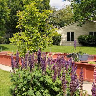 A vibrant garden featuring blooming lupines in the foreground with a serene house and lush greenery in the background.