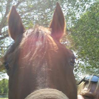 A close-up view of a horse's face with its ears perked up.