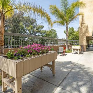 A sunny patio garden with planters filled with flowers and palm trees in the background.