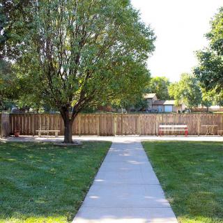 A backyard with a tree, fence, and concrete sidewalk surrounded by grass.