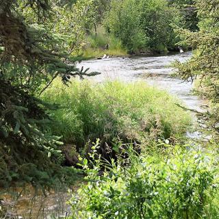 A serene river flowing through lush greenery.