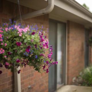 A vibrant hanging plant with pink and purple flowers against a brick wall.
