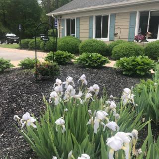 A well-maintained garden with white flowers and lush greenery in front of a house.