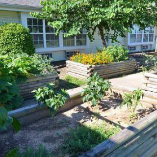 A vibrant garden with raised beds filled with various plants, basking in the sunlight.