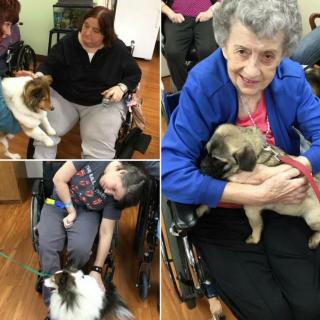 Elderly individuals enjoying the company of therapy dogs indoors.