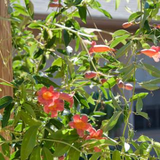 A vibrant display of orange flowers intertwined with lush green foliage.