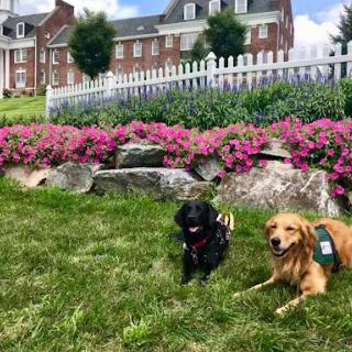 Two dogs relaxing in a vibrant garden setting.