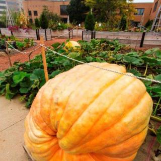 A giant pumpkin growing in a garden setting.