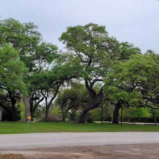 A serene landscape featuring lush green trees under a cloudy sky.