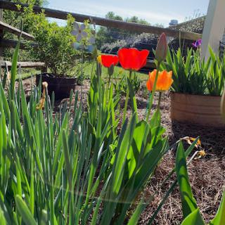 A vibrant display of red and orange tulips blooming in a sunny garden.