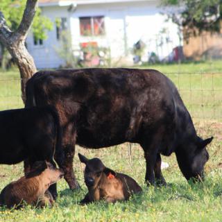 A cow and two calves grazing in a sunny field on a farm.