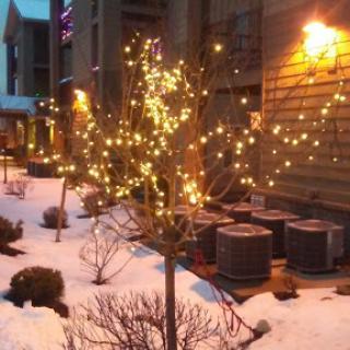A beautifully lit tree adorned with lights, standing in a snowy outdoor setting.