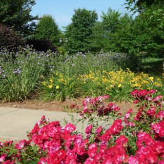 A vibrant garden with various colorful flowers and lush greenery.