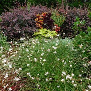 A vibrant garden with a variety of flowers and plants in full bloom.