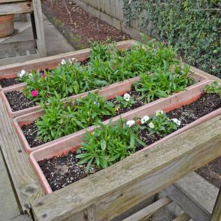 A wooden table displaying several rectangular planters filled with blooming flowers in a garden setting.