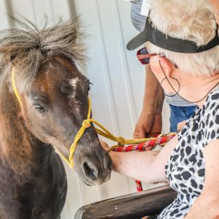 A woman gently interacts with a miniature horse, showcasing a moment of connection and affection.