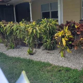 A garden with neatly arranged shrubs in front of a house.