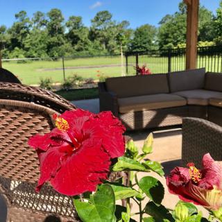 A vibrant hibiscus flower blooming in a sunny outdoor setting.