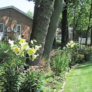 A garden with blooming lilies and trees near a house.