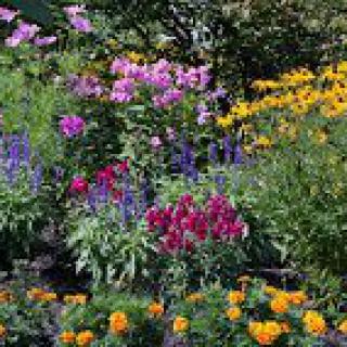 A vibrant garden filled with colorful flowers in bloom.