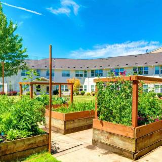 A sunny community garden with raised wooden beds and lush green plants in front of a building.