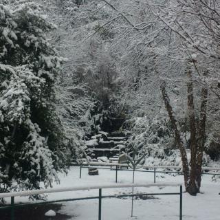 A serene winter landscape with snow-covered trees and ground.